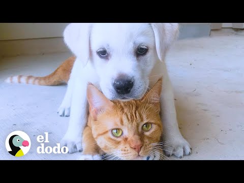 Ve como este cachorro crece junto a su hermano gato | El Dodo