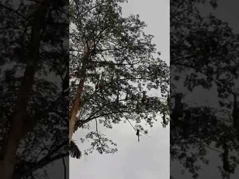 Pájaros Oropendolas.