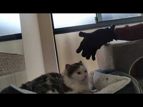 Fostering An Undomesticated (Semi-Feral) Cat: Day 7 - He ate off my glove!