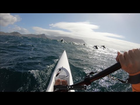 SURF-SKI: MILLERS Menagerie: Dolphin, Petrels, Slumbering Seal and Sketchy Roman Rock