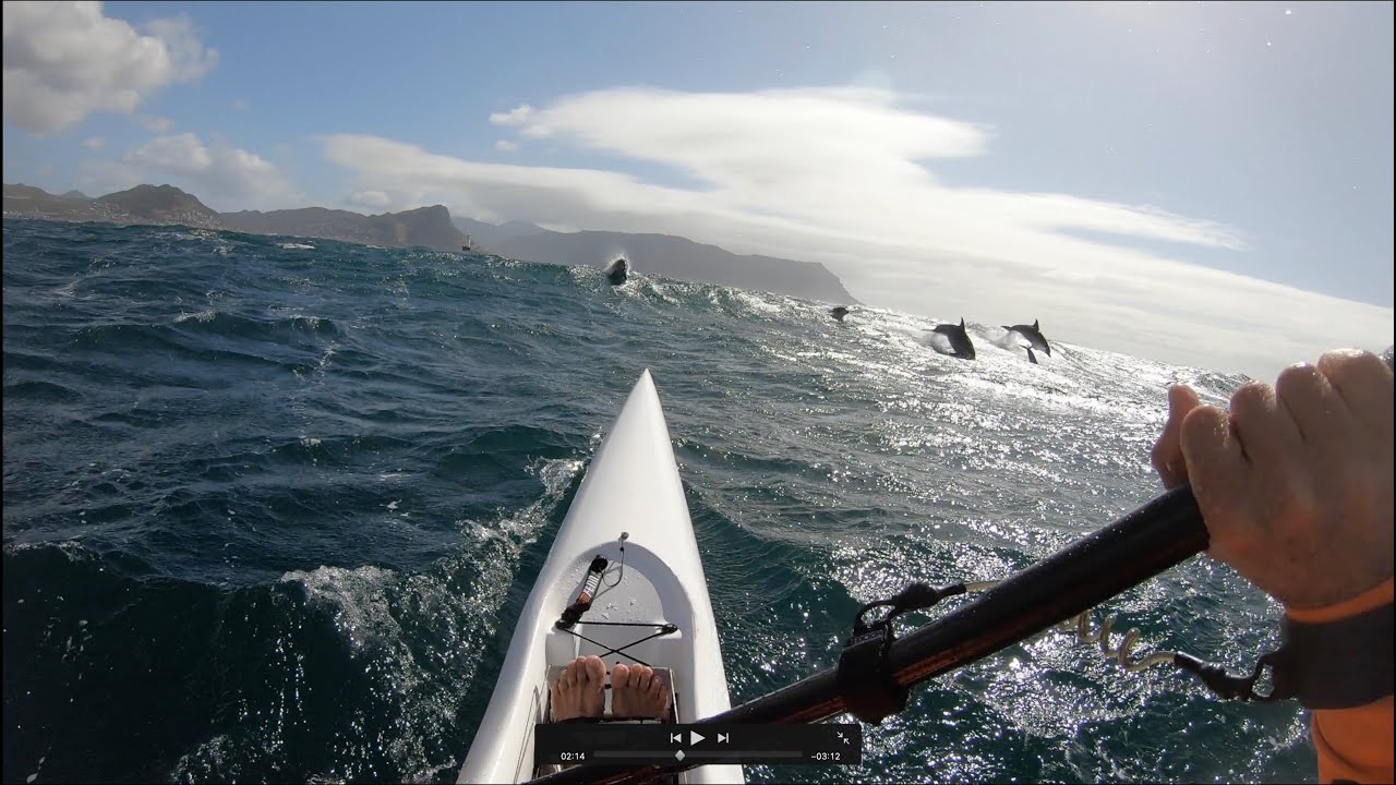 SURF-SKI: MILLERS Menagerie: Dolphin, Petrels, Slumbering Seal and Sketchy Roman Rock