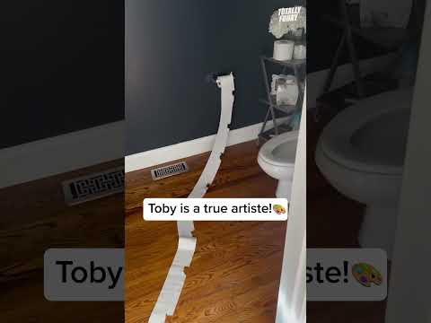 Toby must be into modern art... 🤣 #totallyfunnyanimals
