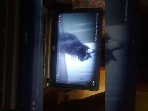 Talking kitty cat 56 - How to fix a paranoid cat😄😄😄😄😄😃😃😃😄😄😃😃