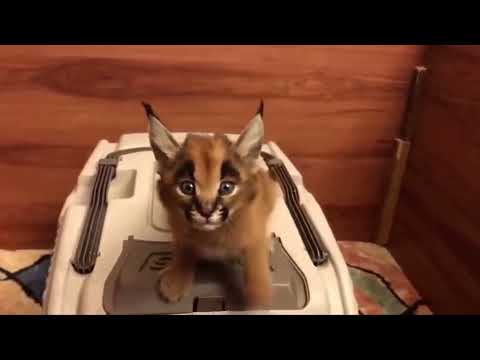 Baby Hecker’s first WORDS