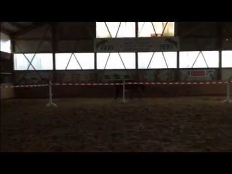 Sportpferde ASG - Carlsen - Carinjo x Acord's Son x Lord Incipit - for sale!