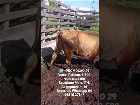 29 Vacas Paridas: 3.500 reais cada em Severiano Melo/ RN. Acompanham 16 Bezerros.ZAP 84 99810 2784*