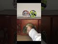 DeLaSoul Ft QTip JungleBrothers Buddy Prod By PrincePaul Samples Commodores SampleBible