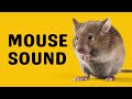 Mouse Sound Squeak