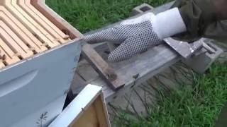 Honey bees at St  Meinrad, Indiana and the monk that tends them.