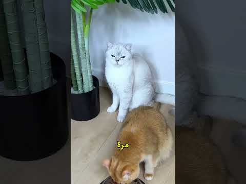 😂 موقف غريب القطة لا تعطيه الأكل!