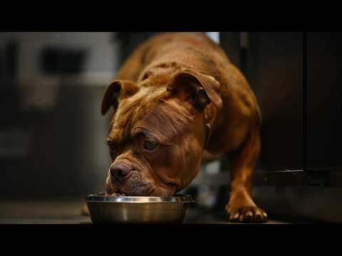 American Bully Feeding Tips