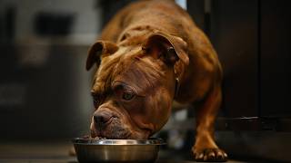 American Bully Feeding Tips