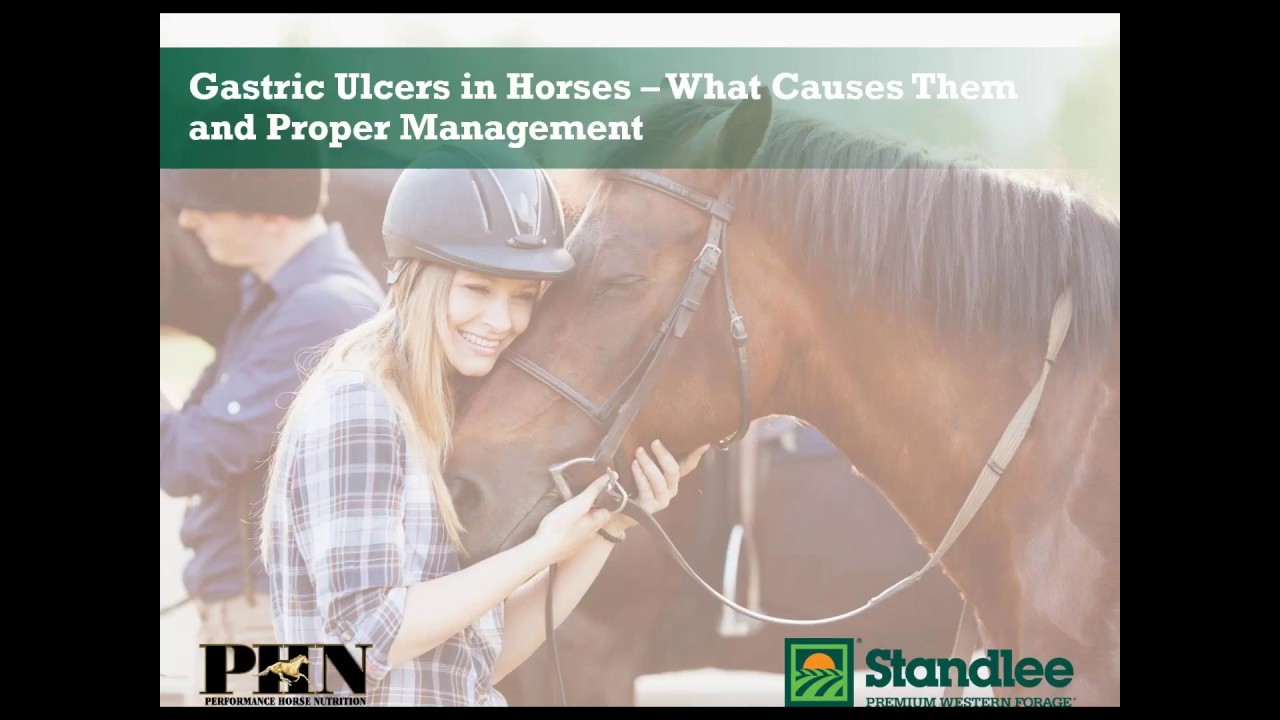 Gastric Ulcers in Horses - What Causes Them and Proper Management