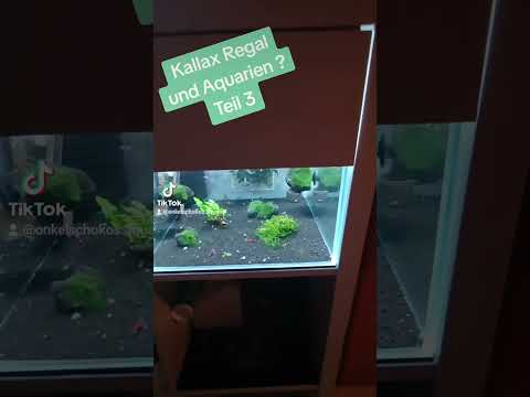 Kallax Regal und Aquarien Teil 3