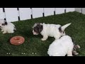 Havapoo dogs for sale: Lexie - Video 1