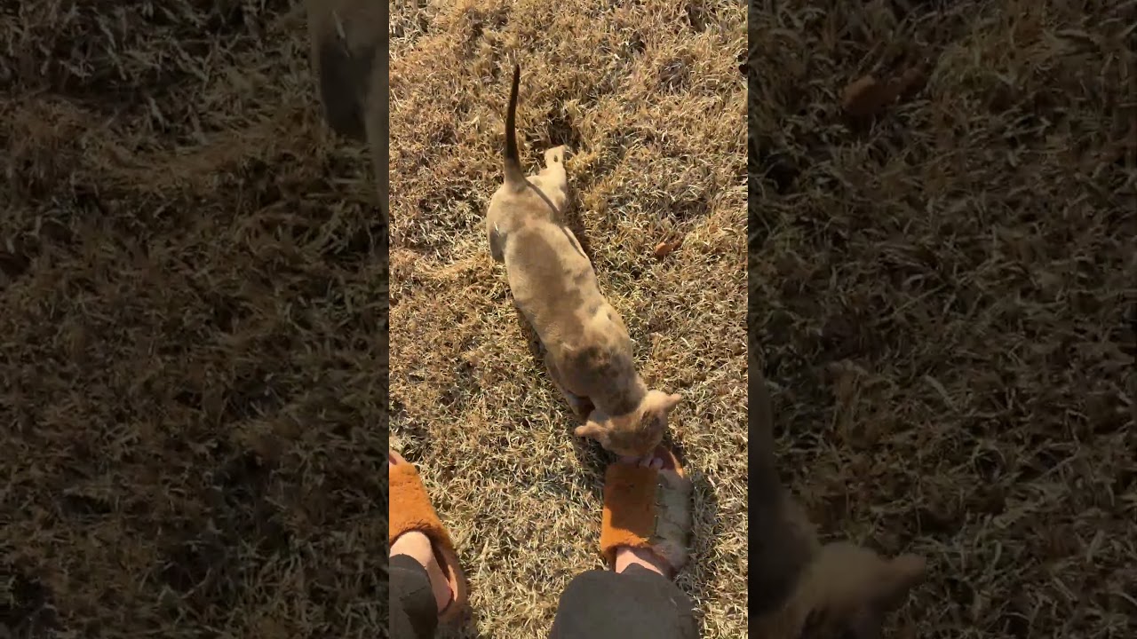 Tank, an adopted mixed breed in Arlington , VA video 4/6