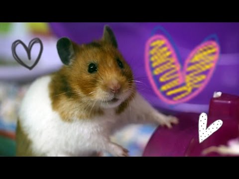 So Cute! Hamster Cuteness! #3