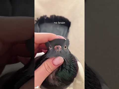 De drôles de pigeons.