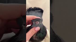 De drôles de pigeons.