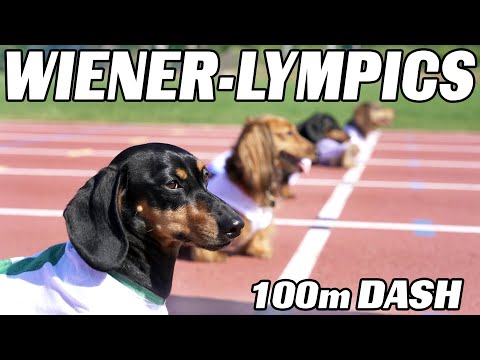 Watch These Adorable Little Dachshunds Run a 100m Dash