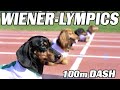 The 100m Dachshund Dash Wiener Dog Race