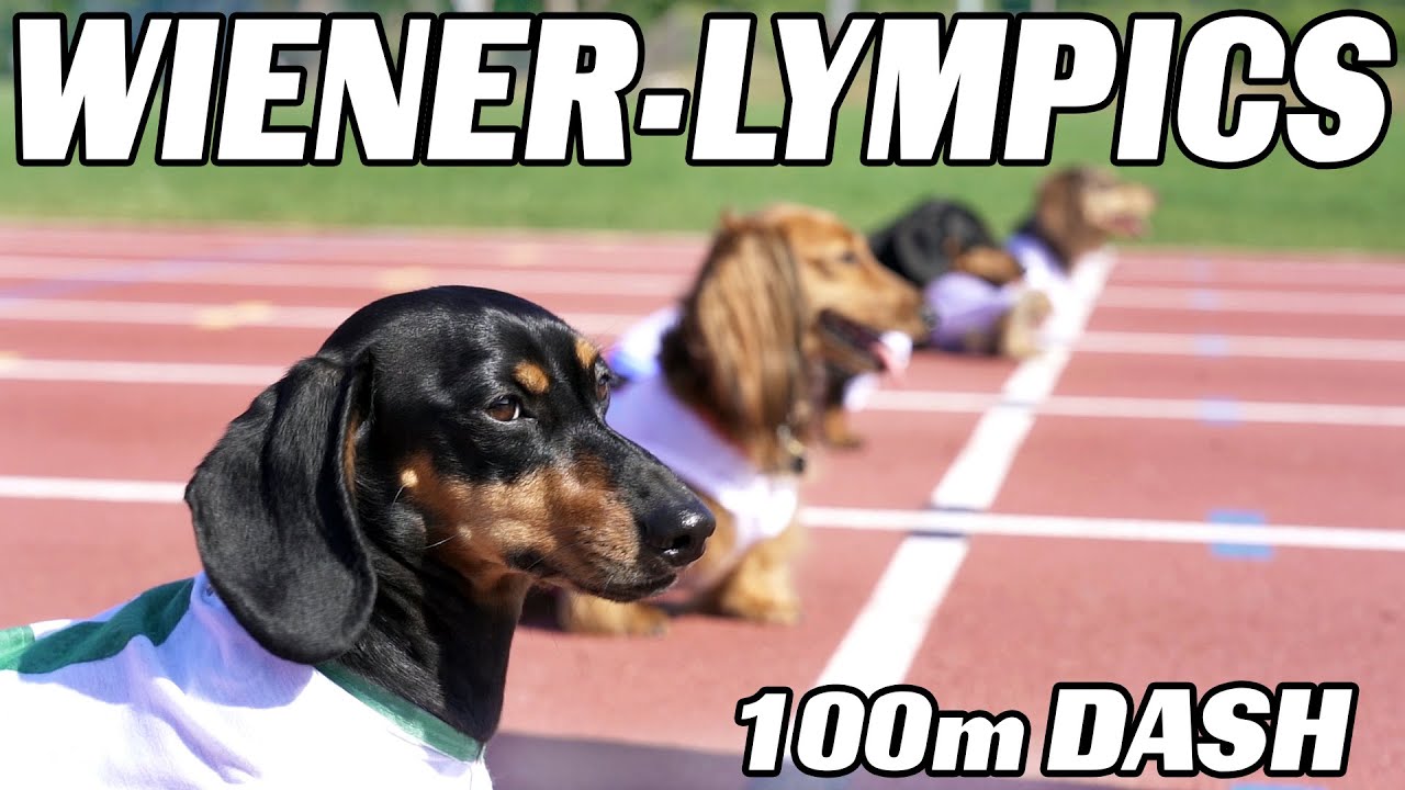 The 100m Dachshund Dash! - Wiener Dog Race!