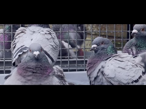 FANS OF FLANDERS - COPYRIGHT FLANDERS: The Flemish Pigeon
