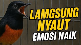 Download lagu Pancingan Suara Murai Batu Emosi Tinggi, Seketika Murai Lain Langsung Nyaut ikut Naik Emosinya mp3