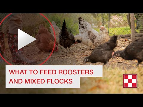 What to Feed Roosters and Mixed Flocks