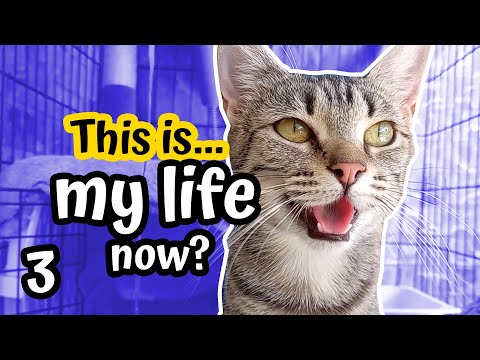 A Scared Stray Cats Life in the Cage | Stray Cat Caught | Tump&Sooty | Part 3