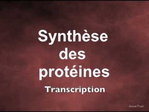 Synthèse des protéines: Transcription