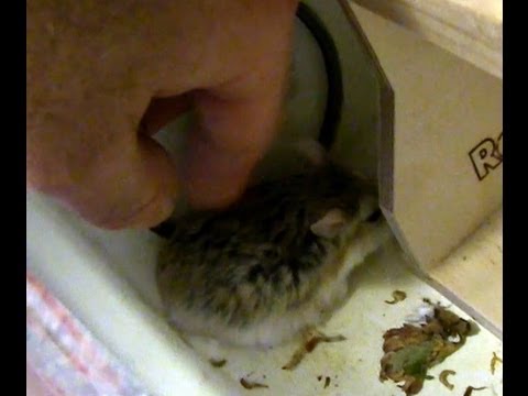 Hamster petting / Cancer surgery - Robo kraulen / Krebs-Operation