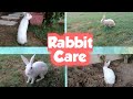 How To Take Care Of A Rabbit Complete Rabbit Care Guide For Beginners Danyal Ul Haq