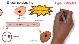 Video 1: Intercellular Signalling