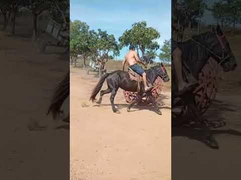 eu na minha fazenda em várzea dá palma minas gerais Brasil 🤠🤠🤠