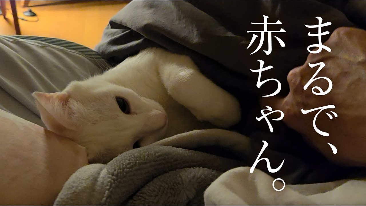 【超甘えん坊】ママの隣でしか寝られない白猫。