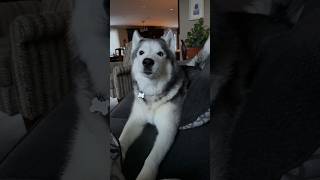Too cold for a human 🥶#polarvortex #canada #husky weather # #unitedkingdom #ital