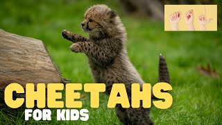 ASL Cheetahs for Kids