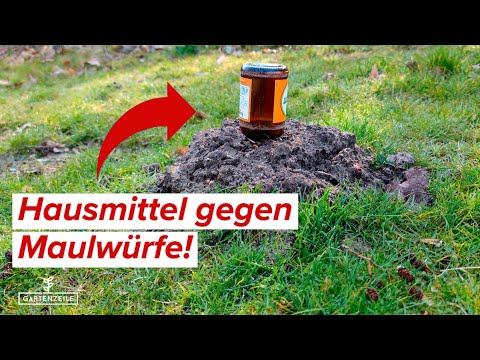 Maulwürfe mit Hausmitteln aus dem Garten vertreiben! So gelingt es!
