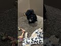 Shihpoo dogs for sale: Micky - Video 1