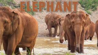 Wild Animals For Kids | Learn Wild Animals Name in English