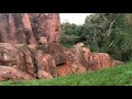Lions Roar On The Kilimanjaro Safari Tour Animal Kingdom Disney Worldd