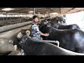 SWIMMING POOL FOR BANNI BUFFALOS MADE BY PRABHAT DESAI IN RANASAN AHMEDABAD