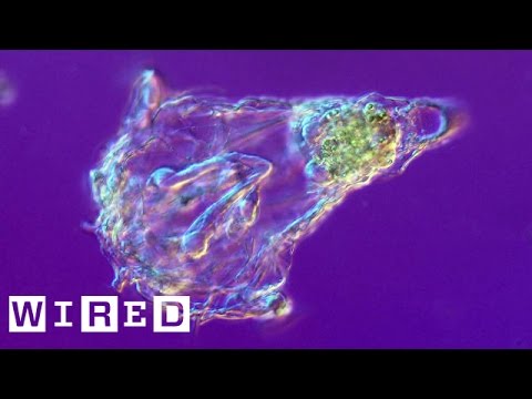 Meet the Teeny-Tiny Creature With a Buzz Saw for a Face | Absurd Creatures