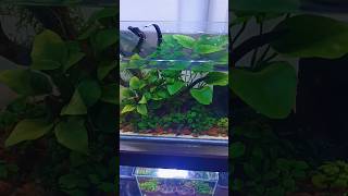 Download lagu #aquarium #bluediamondshrimp #anubias mp3