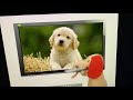 Baby Einstein Animals Around Me Dog