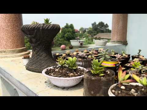 Radiant Results: Achieving Milestones in the Sun