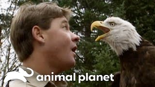 Steve Irwin’s Adventures in America | The Crocodile Hunter | Animal Planet