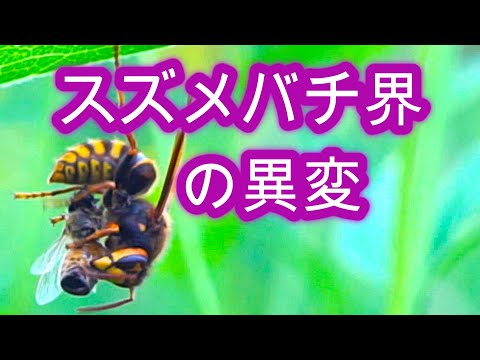 経済学科 晴蜂雨読 ㉞／養蜂場周辺のスズメバチ界で起こっている2つの異変について (2024年8月、その2)／山崎亮一／日英字幕付き／Something happened to the hornets／Sub