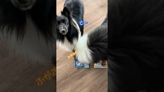 本日のおやつ🦴　#シェルティ #シェルティのいる生活 #コリー #名犬ラッシー #大型犬との暮らし #大型犬 #ラフコリー #シェルティー 